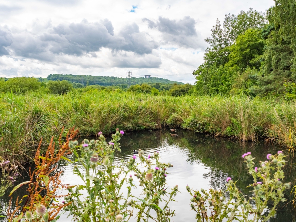 Reedbeds - Drawn to Water top tips